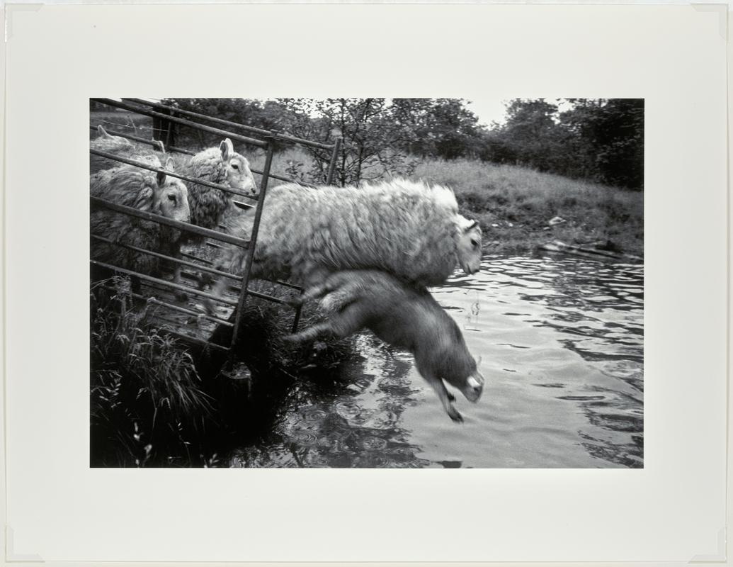 Upper Chapel sheep washing. Wales