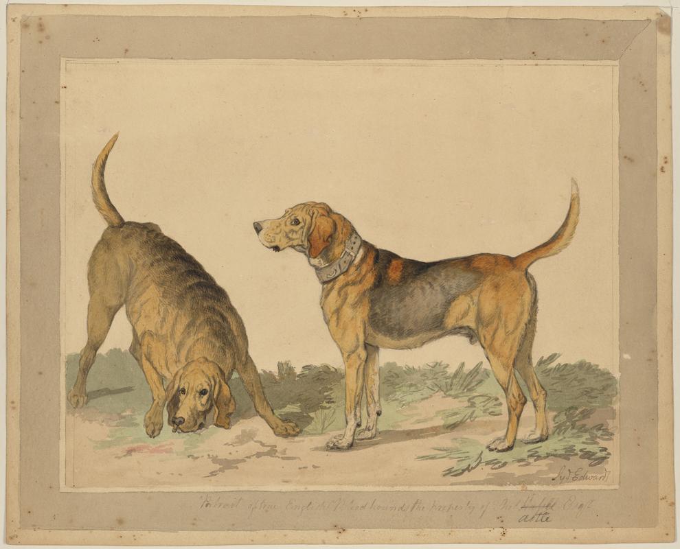 Bloodhounds
