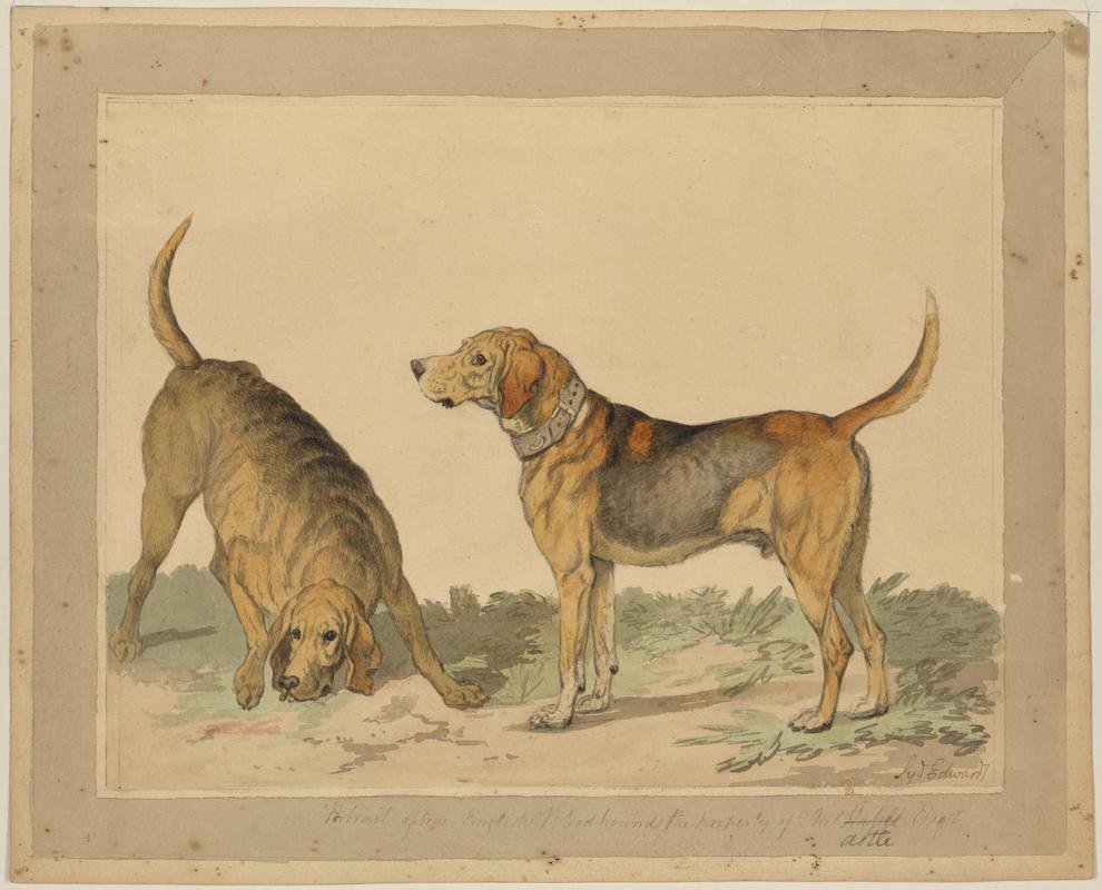 Bloodhounds