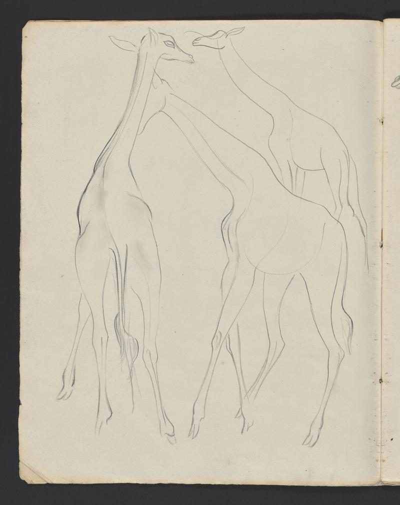 Sketchbook: Zoo Animals