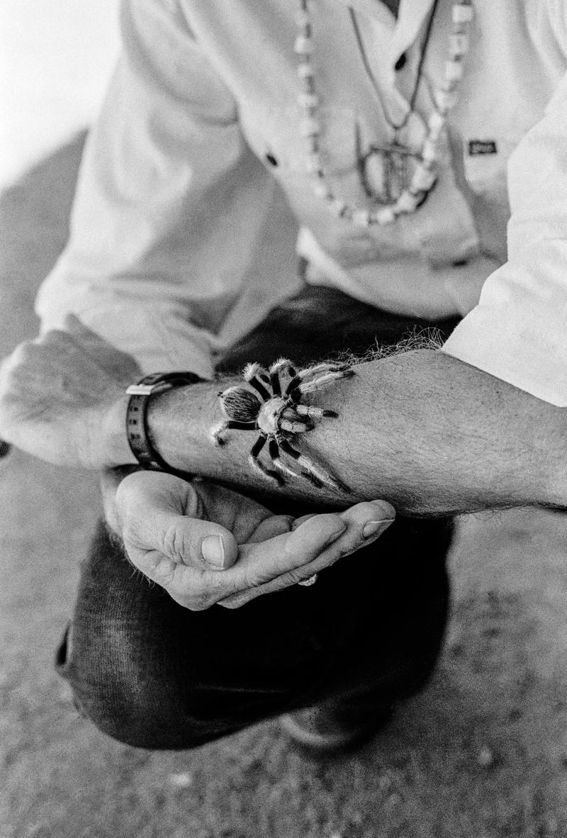 USA. ARIZONA. Apache Land. Tarantula racing by cowboys as a hobby. 1979.