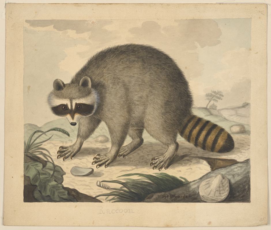 Raccoon