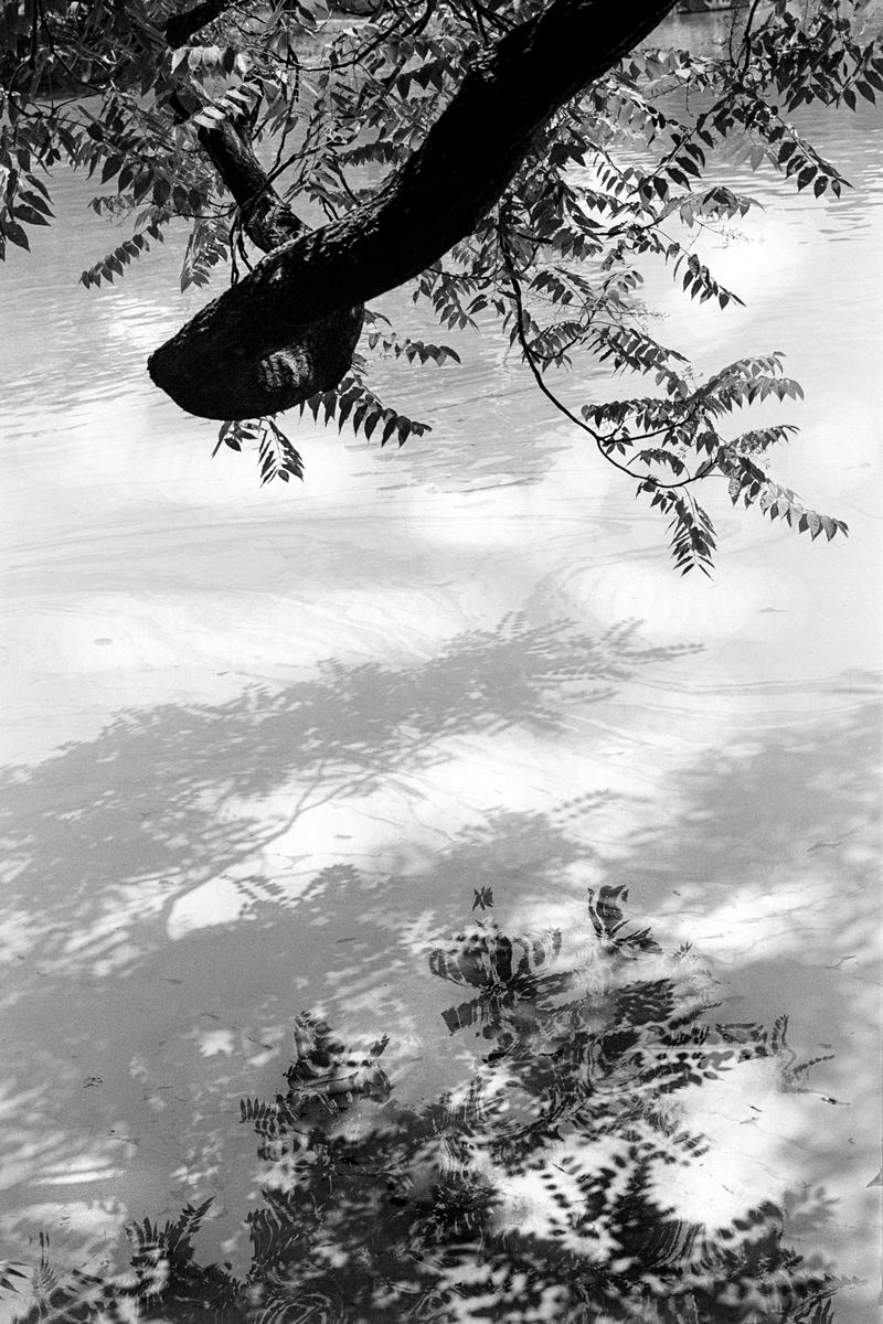 USA. NEW YORK. The hand of nature by the lake in Central Park. 1980.