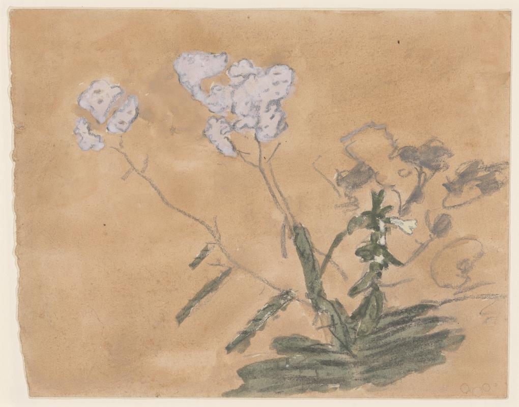 Flowering plant