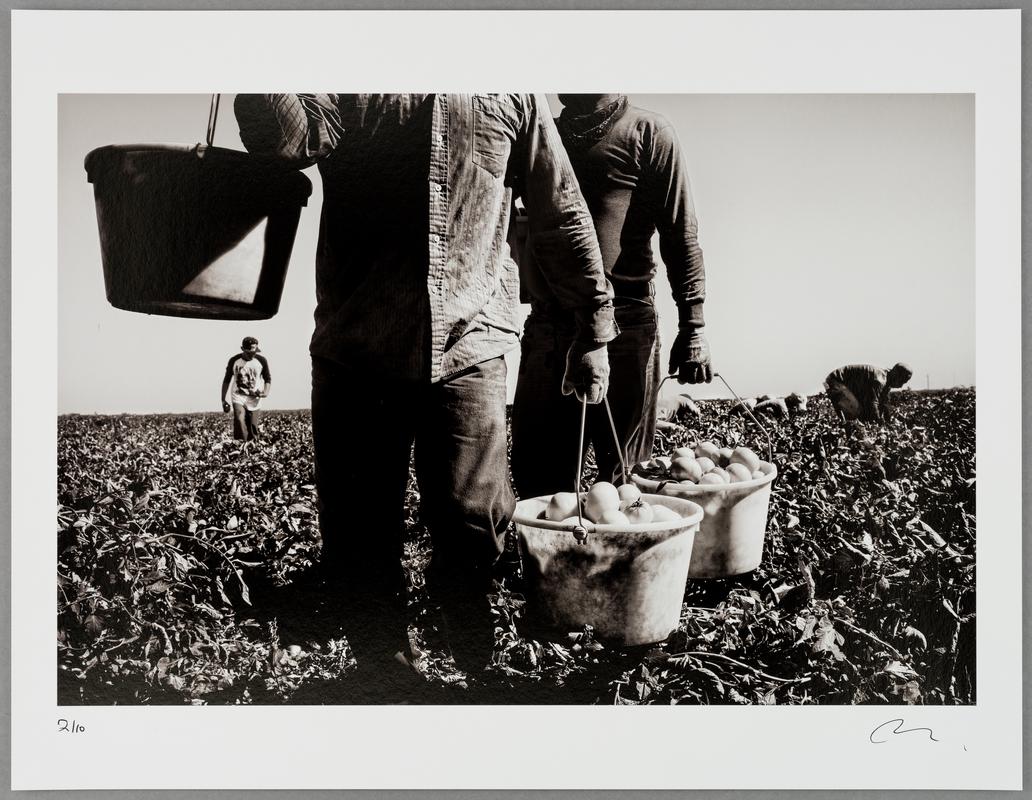 Tomato harvest, Firebaugh, California