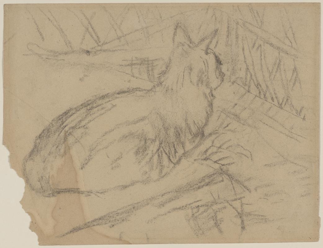 Cat lying down