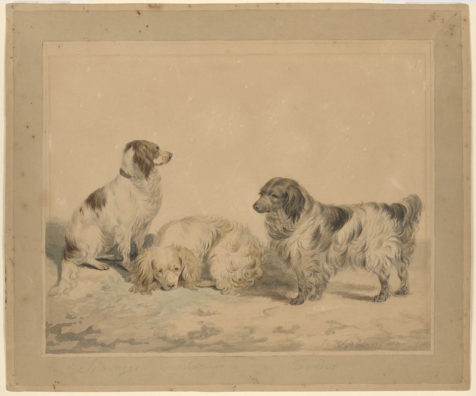 Spaniels