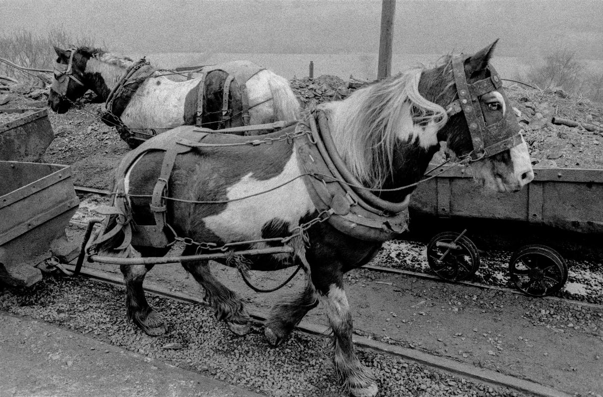 GB. WALES. Neath. Black Mountain Coal Ltd. Pit ponies each have an individual handler who is responsible for its health, welfare and cleanliness. Ponies are not underground for long periods. Simply the time it takes to get to the coal face and bring coal out to the surface. A distance of about a mile. 1993