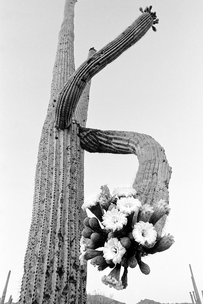 USA. ARIZONA. Saguaro cactus is a native of the Sonoran Desert, they can grow to over 20 meters tall. The flowers are comparatively rare to see. 1980.