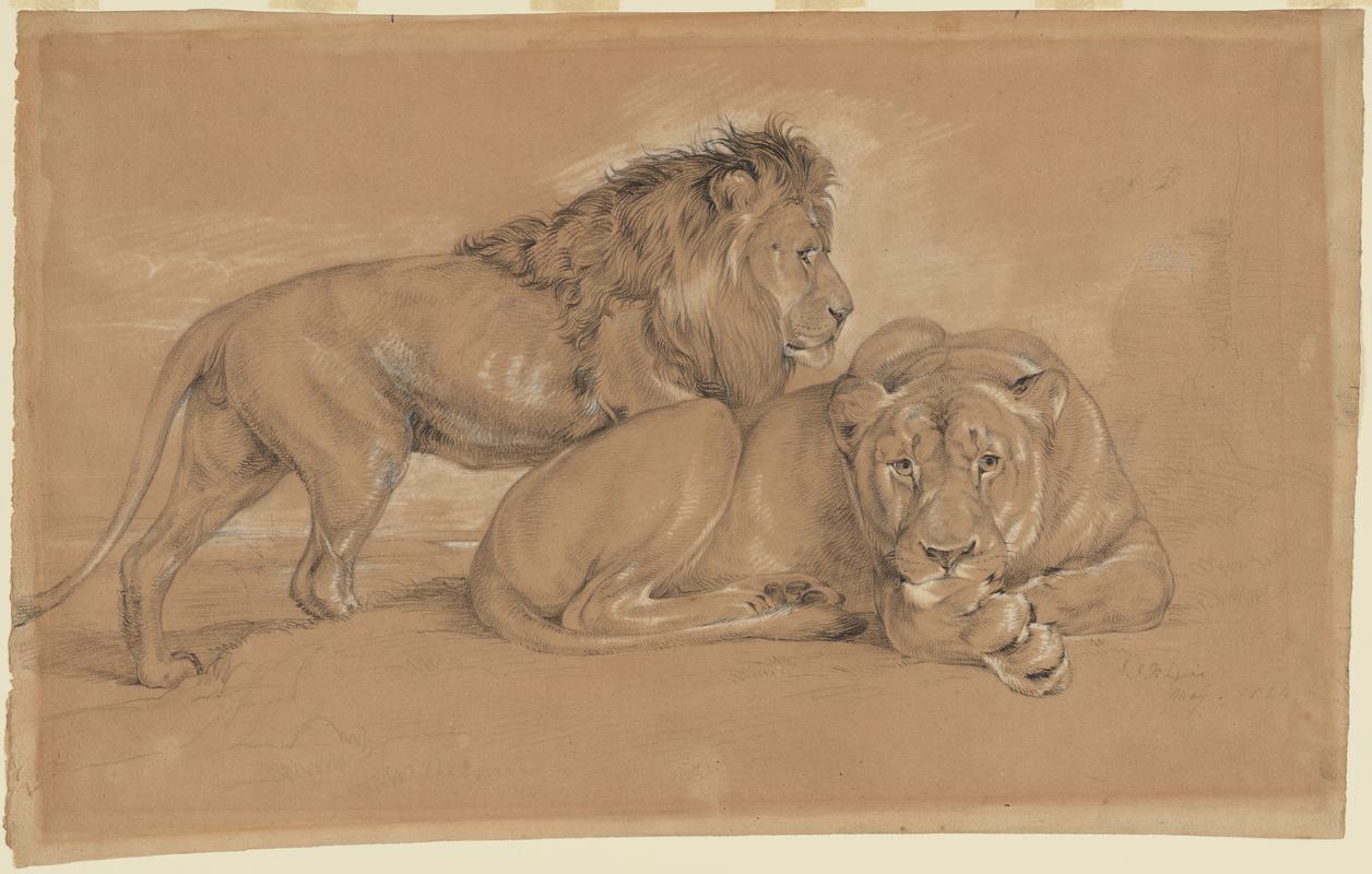 Lion and Lioness