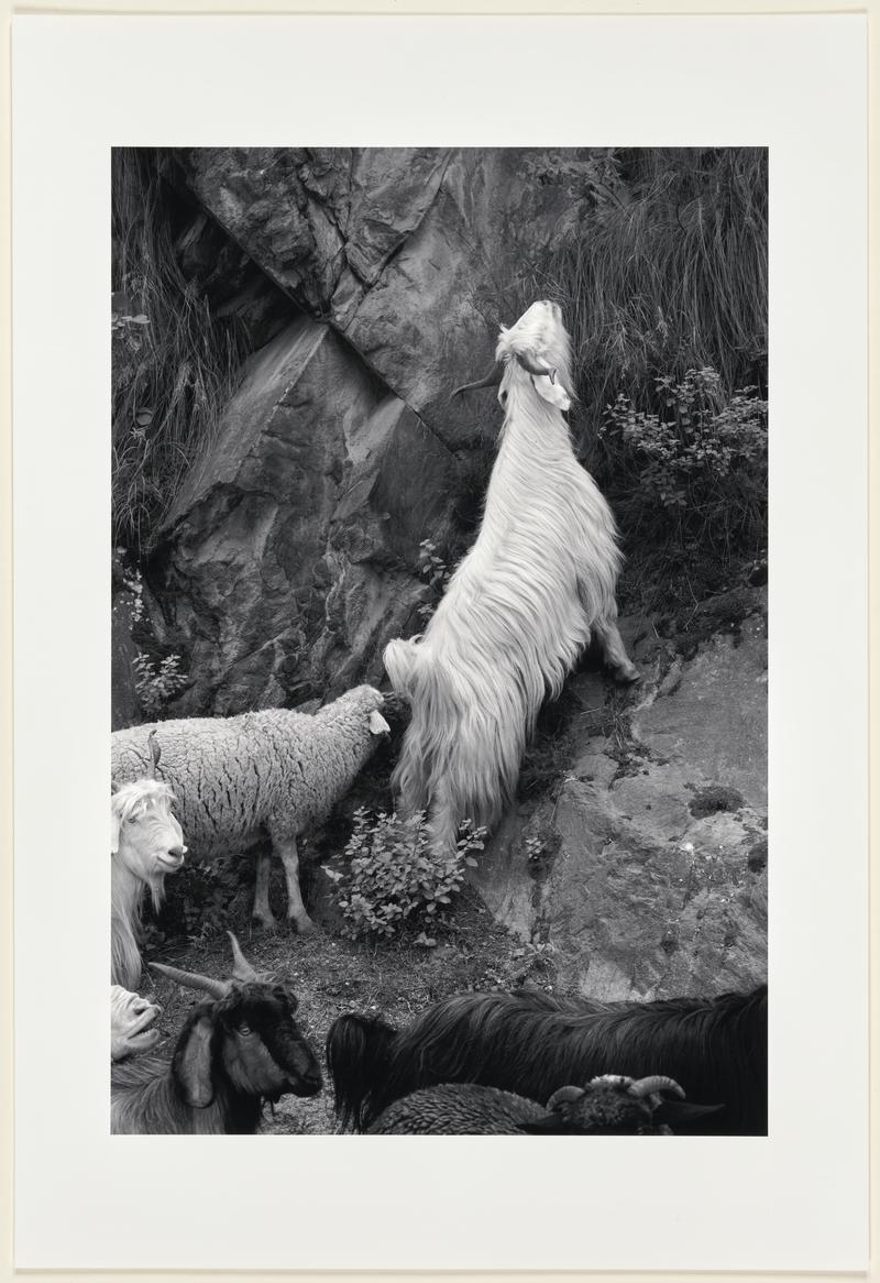 Goats and sheep feed on plants as they are herded along the Hindustan Tibet Road