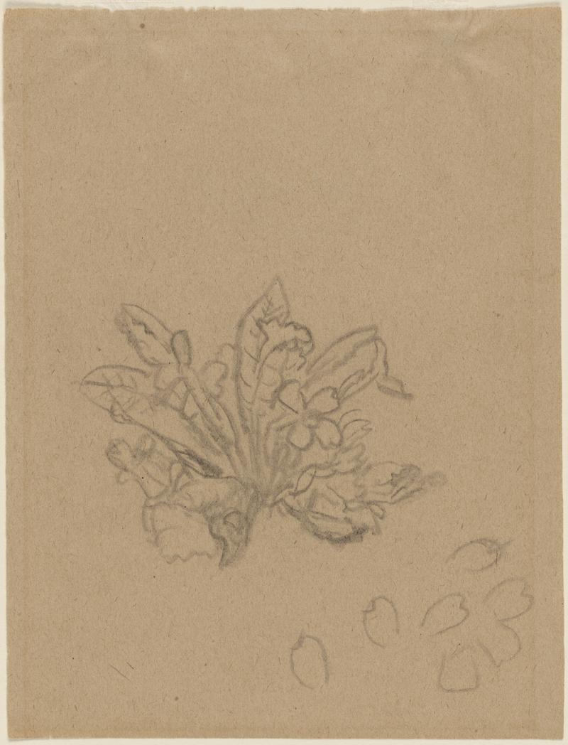 Spray of primroses