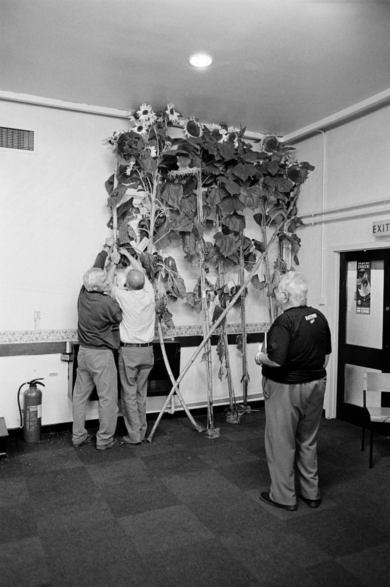 GB. WALES. Llanharry. Giant Vegetable competition. Tallest Sunflowers. 1997.