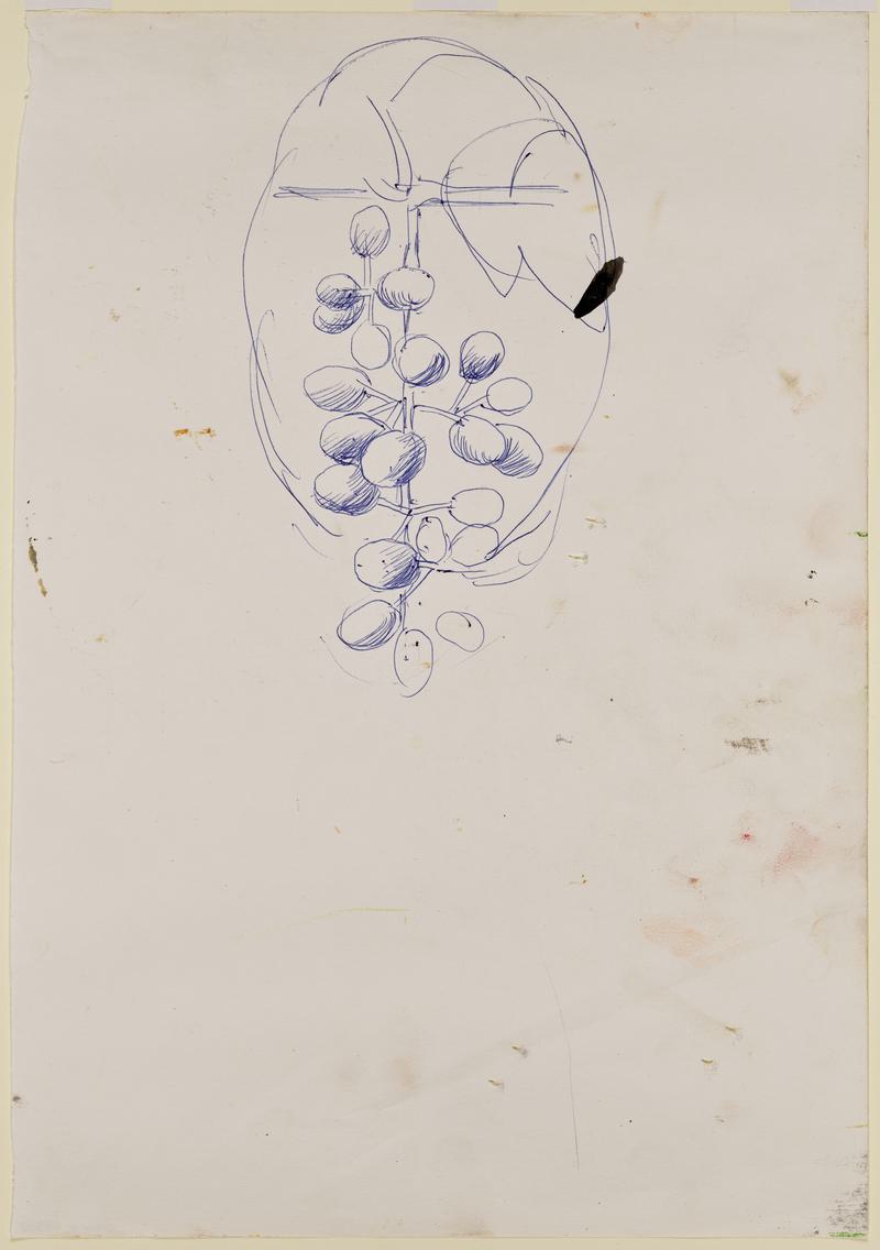 Sketch of Bunch of Grapes