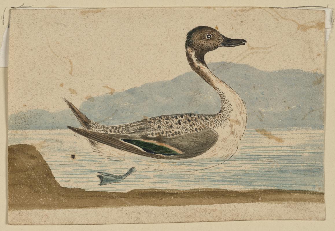 Mallard Drake