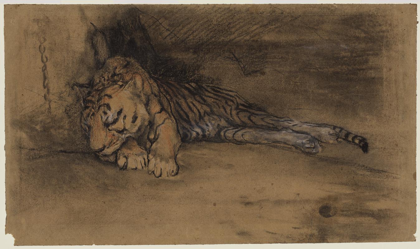 Sleeping Tiger