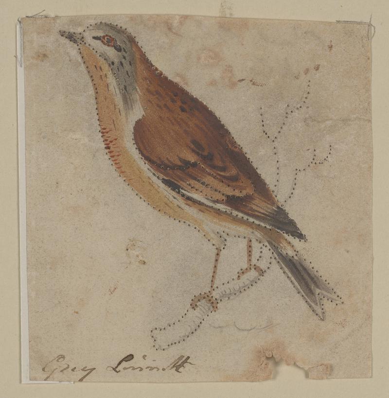 Grey Linnet