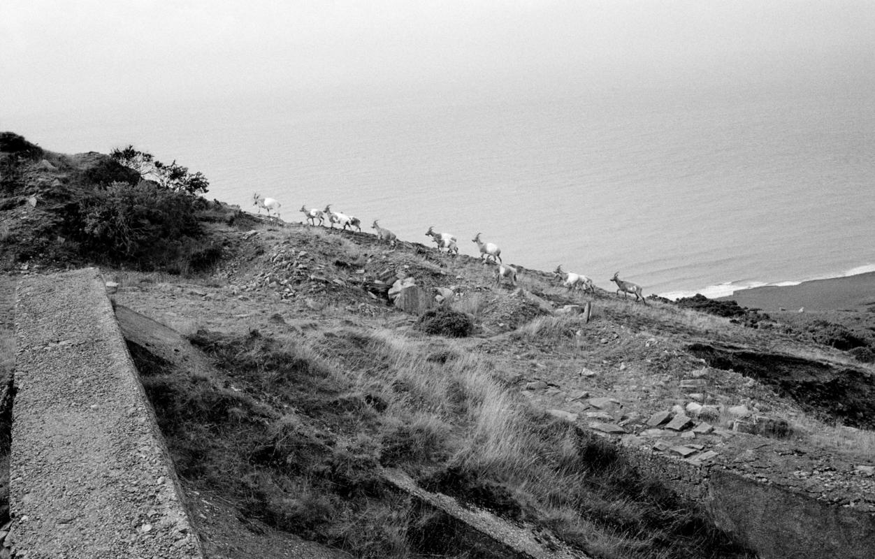 GB. WALES. Llanaelhaern. Wild goats. 2008.