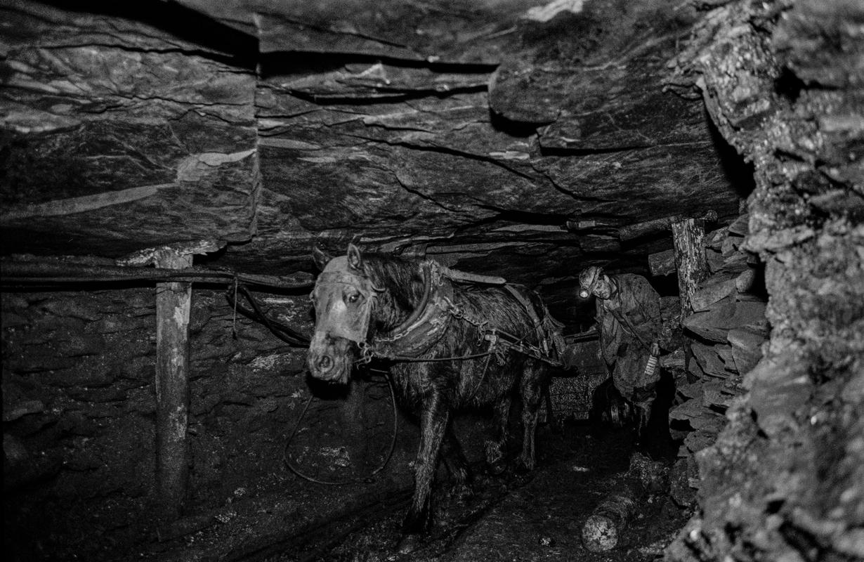 GB. WALES. Neath Valley, Black Mountain Coal. Pit ponies each have an individual handler who is responsible for its health, welfare and cleanliness.  Ponies are not underground for long periods.  Simply the time it takes to get to the coal face and bring coal out to the surface.  A distance of about a mile. 1993