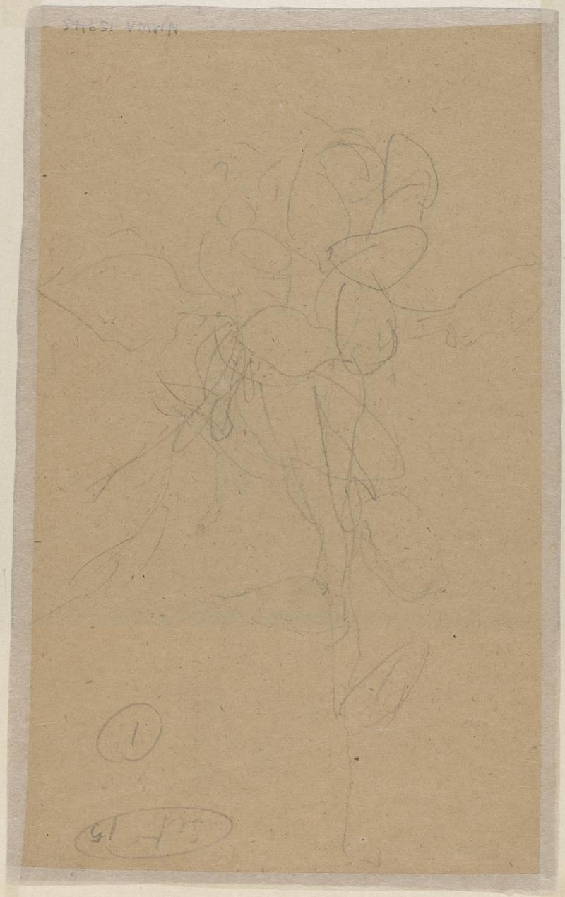 Flowering plant