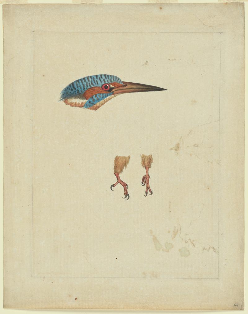 Kingfisher