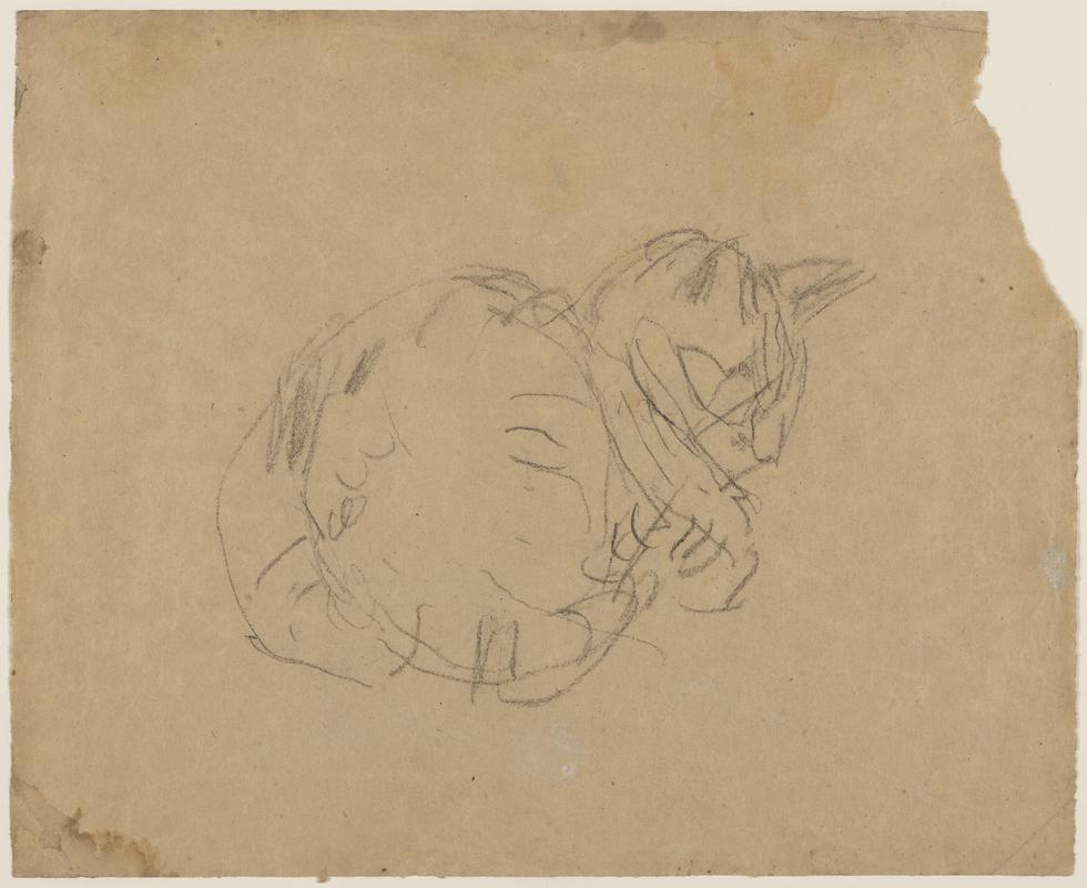 Cat sleeping
