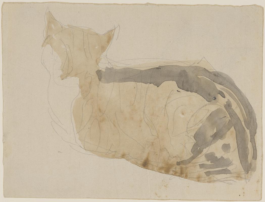Cat studies