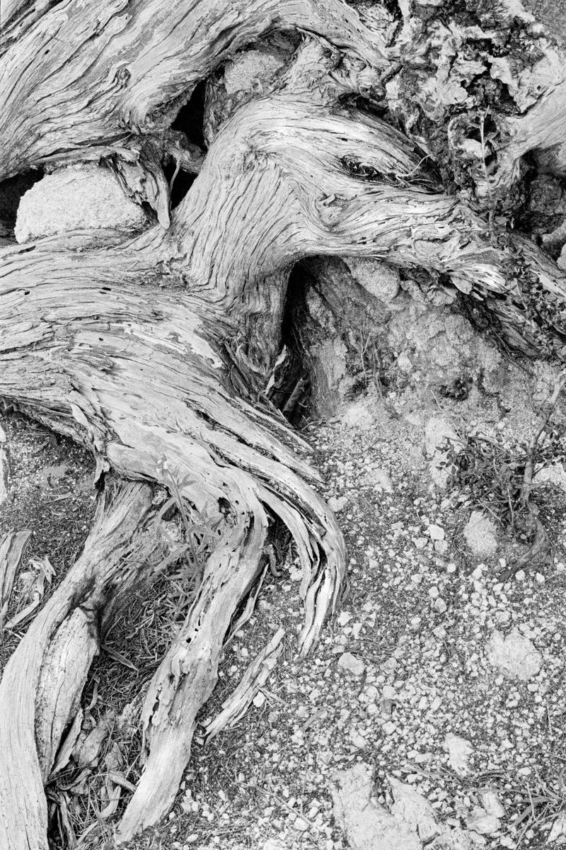 USA. CALIFORNIA. Point Lobos. Re visiting the area that Edward Weston lived and did many of his famous pictures. 1959.