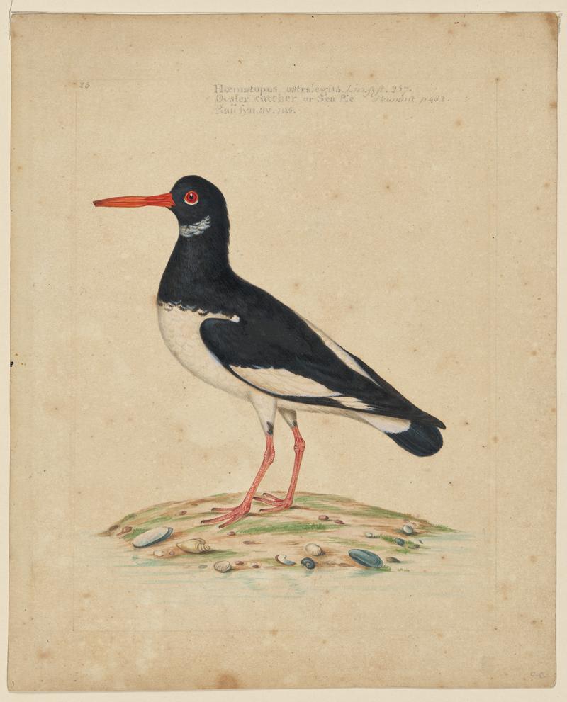 Oyster Catcher