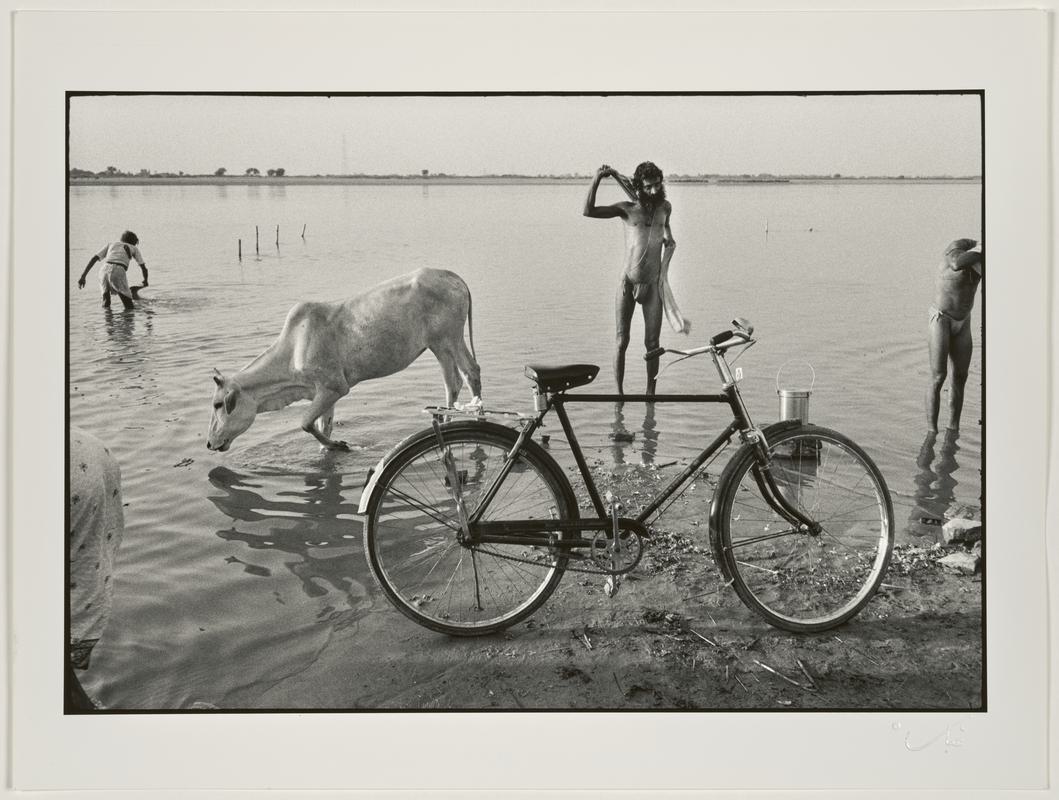 A Sadhu (Hindu monk) and pilgrims bathe in the river. A cow drinks from it. Ayodhya. Uttar Pradesh, India