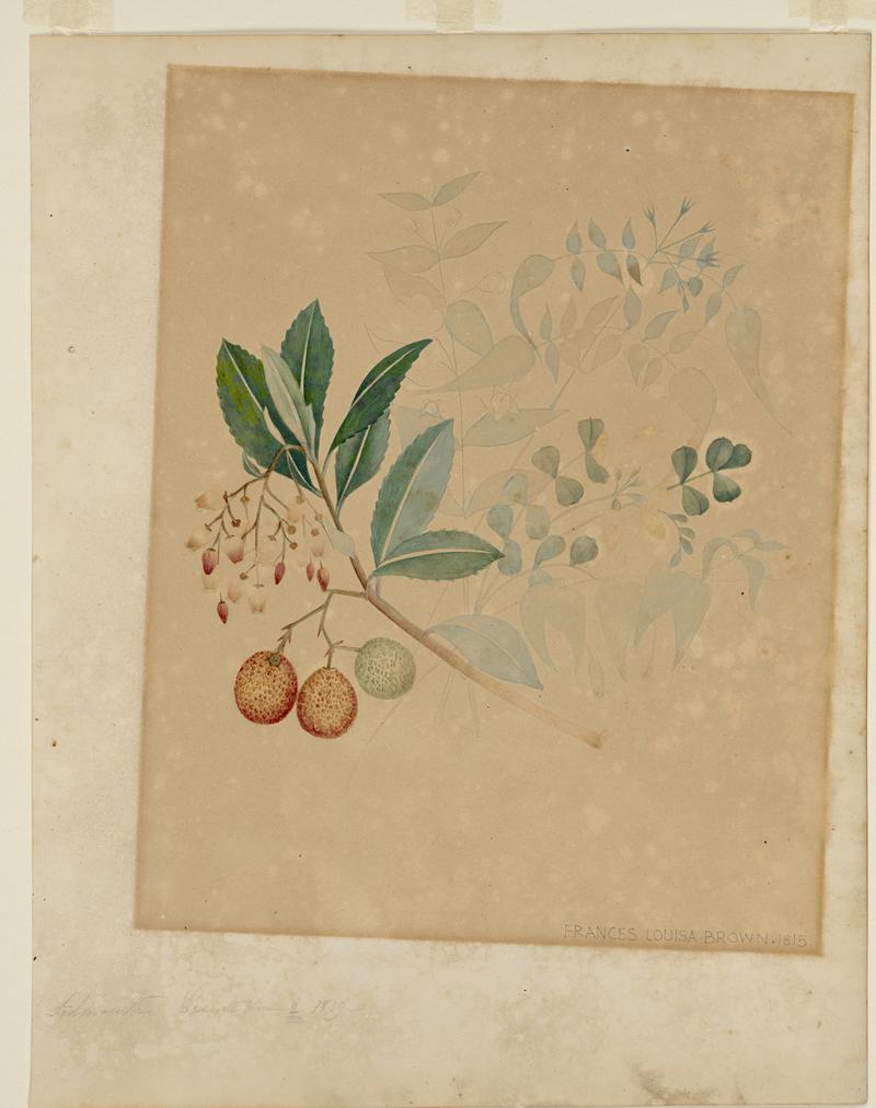 Botanical Drawing