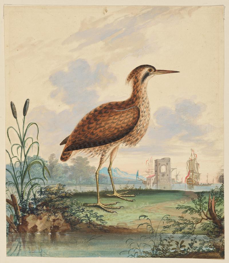 A Bittern