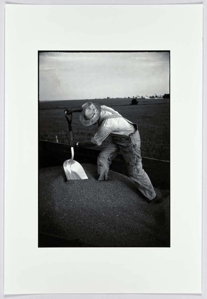 Farmer shoveling wheat from wagon. Centralia, Kansas, USA