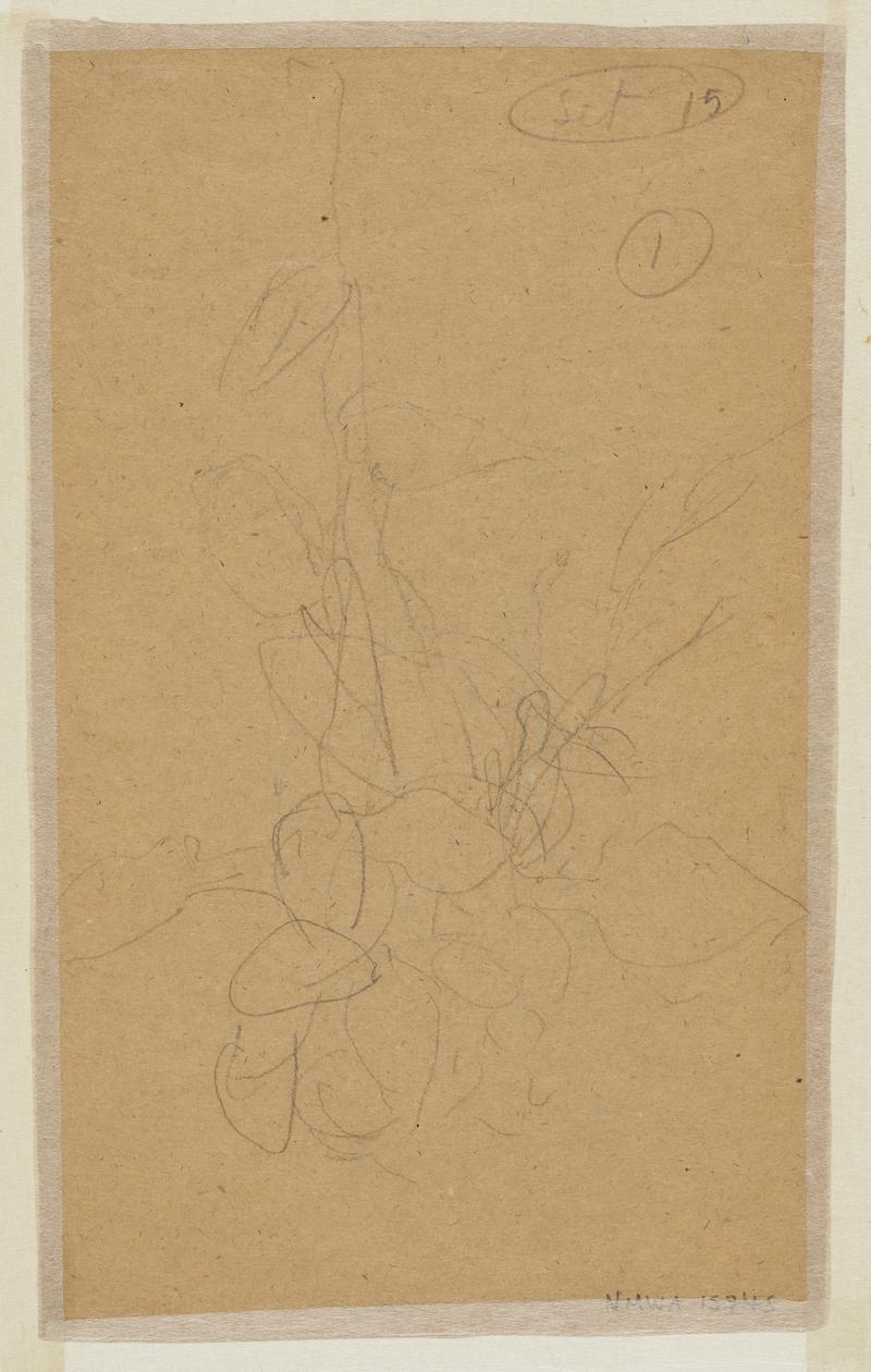 Flowering plant
