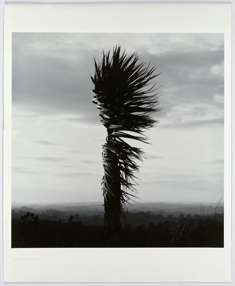 Cabbage Tree