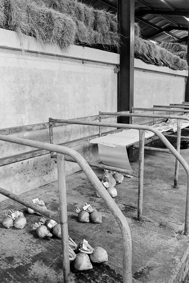 GB. WALES. Llanafan Fawr. Show and Sheepdog Trials. The vegetable show. 1983.