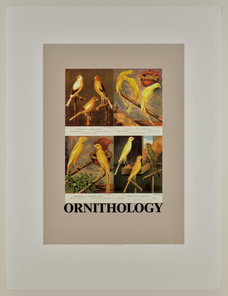 O is for Ornithology