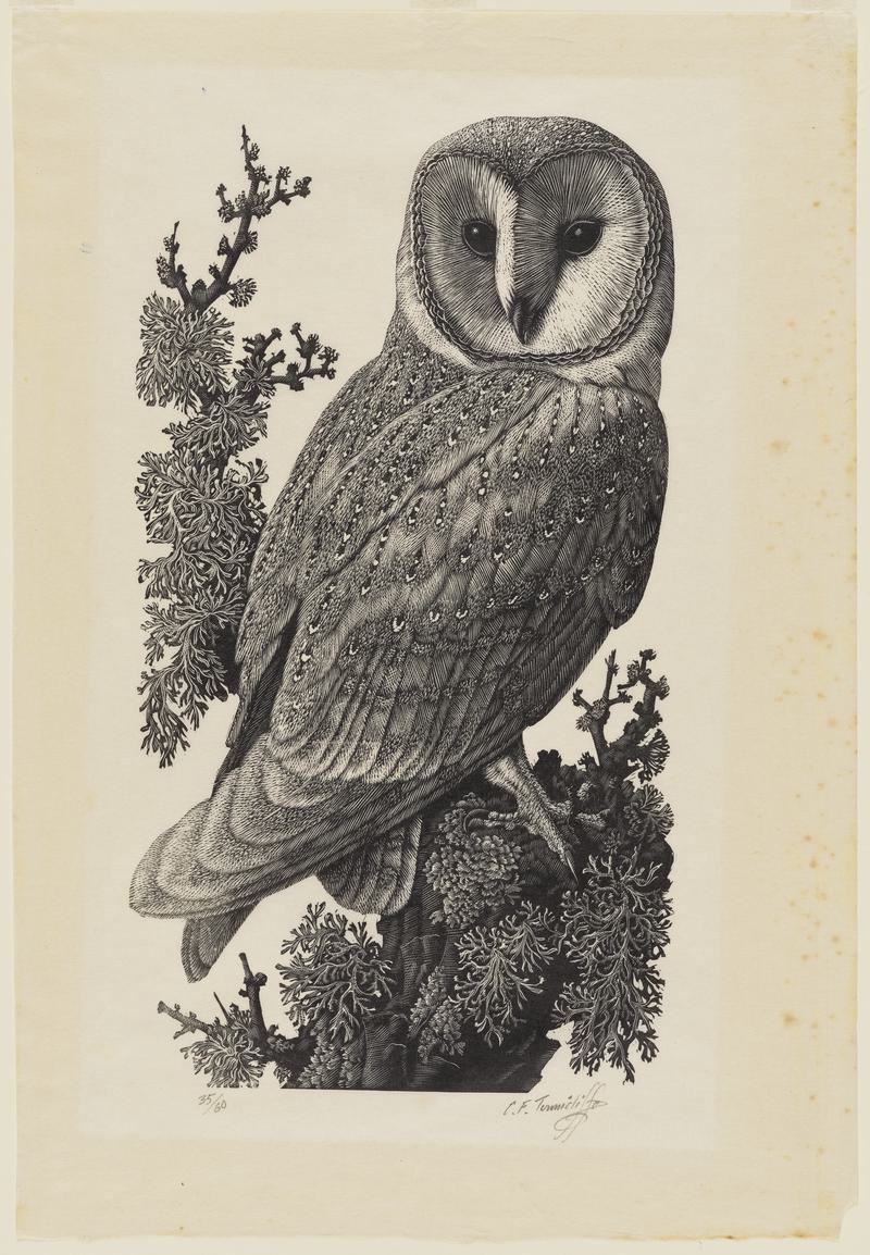 Barn Owl