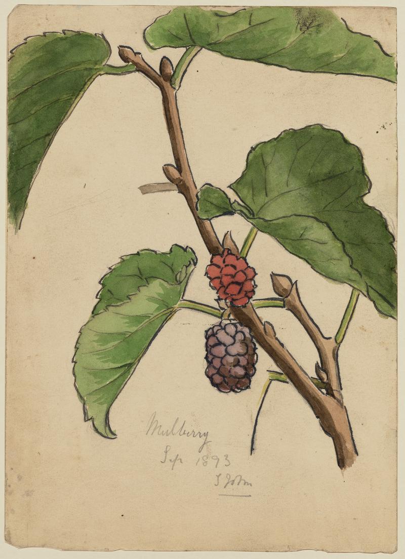 Mulberry