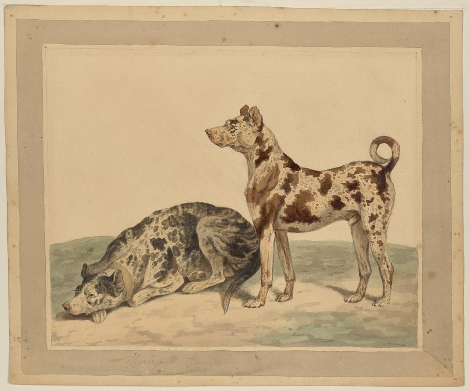 Harlequin Dane