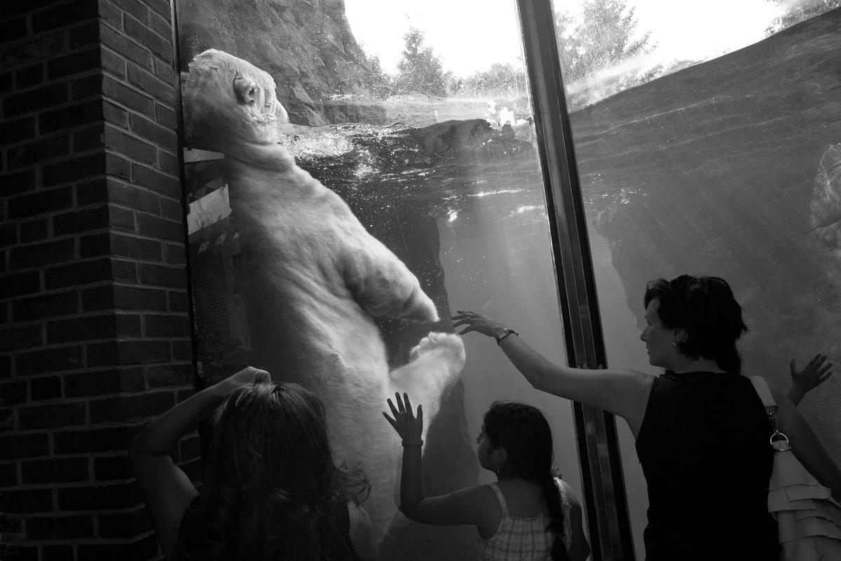 USA. NEW YORK. Polar Bear in Central Park Zoo. 2007.