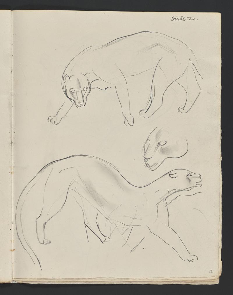 Sketchbook: Zoo Animals