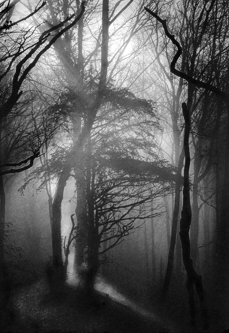 GB. WALES. Tintern. Tintern Forest. 1976.