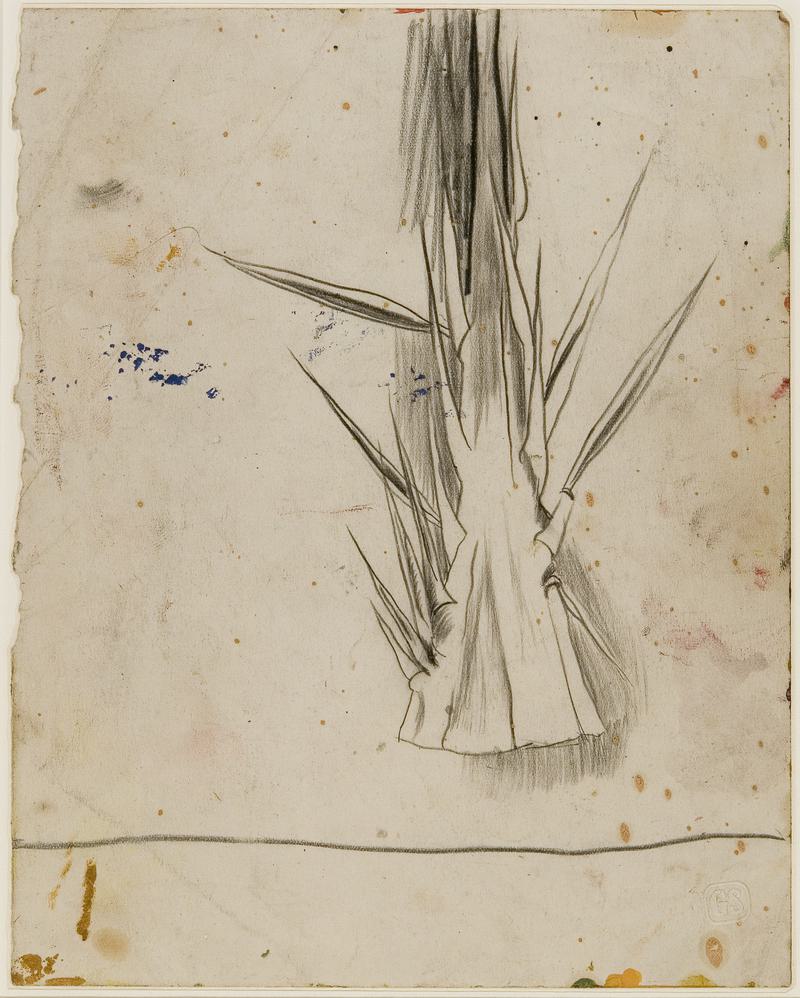 Study of palms