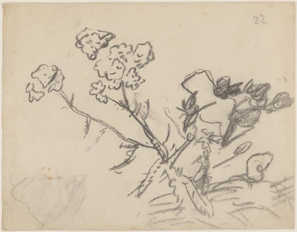 Flowering plant