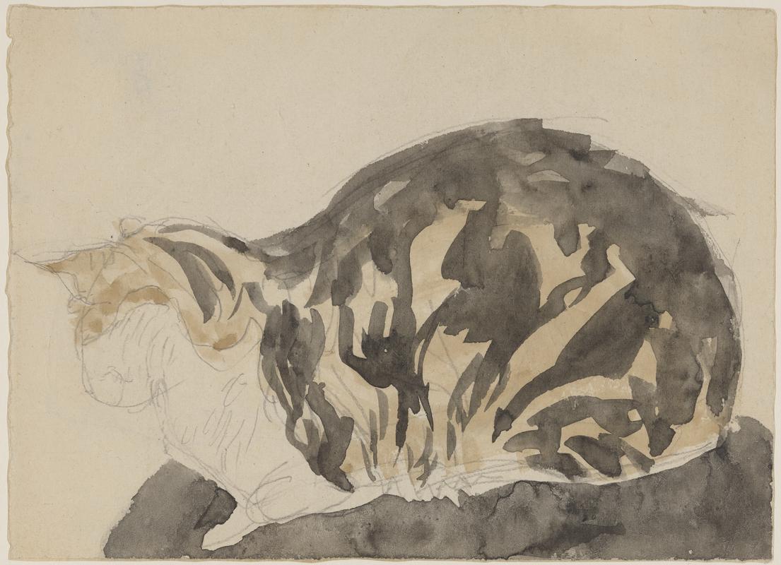 Cat lying down