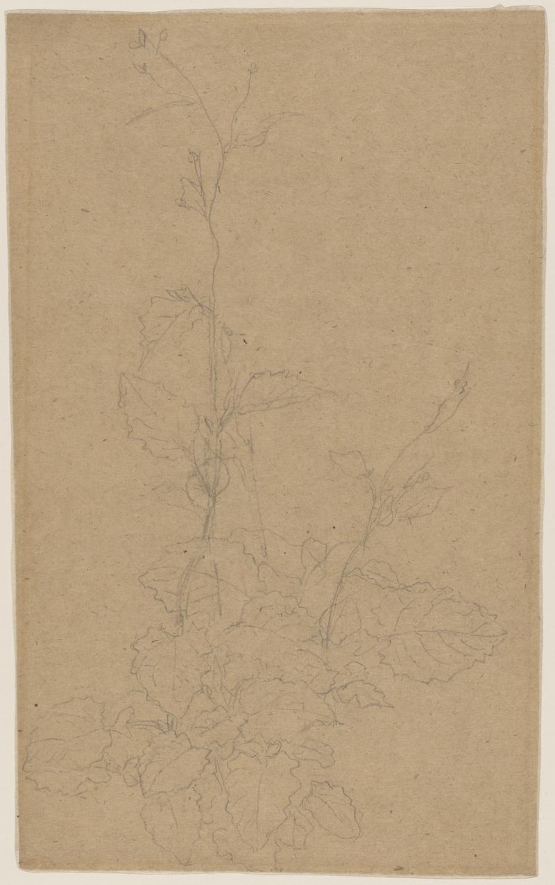 Flowering plant