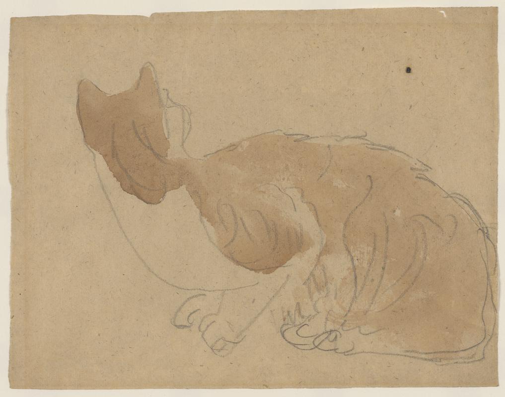 Ginger cat