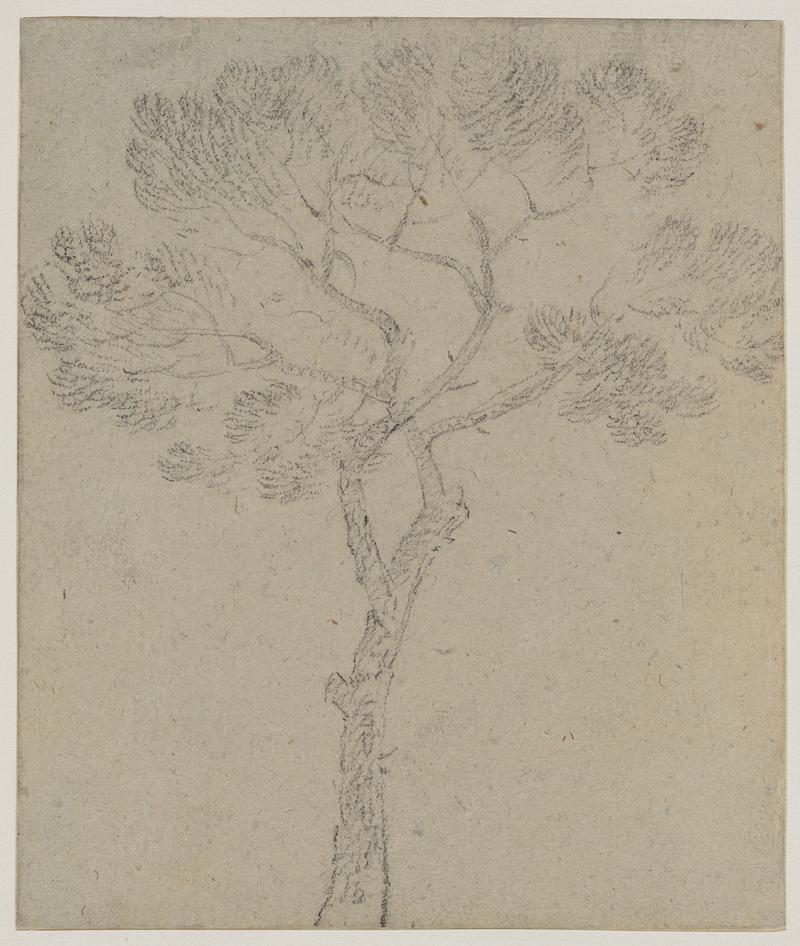 Study of a Tree