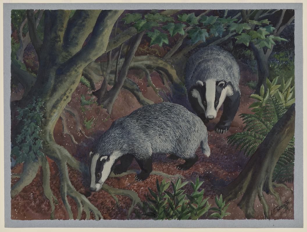 Badgers at Dusk